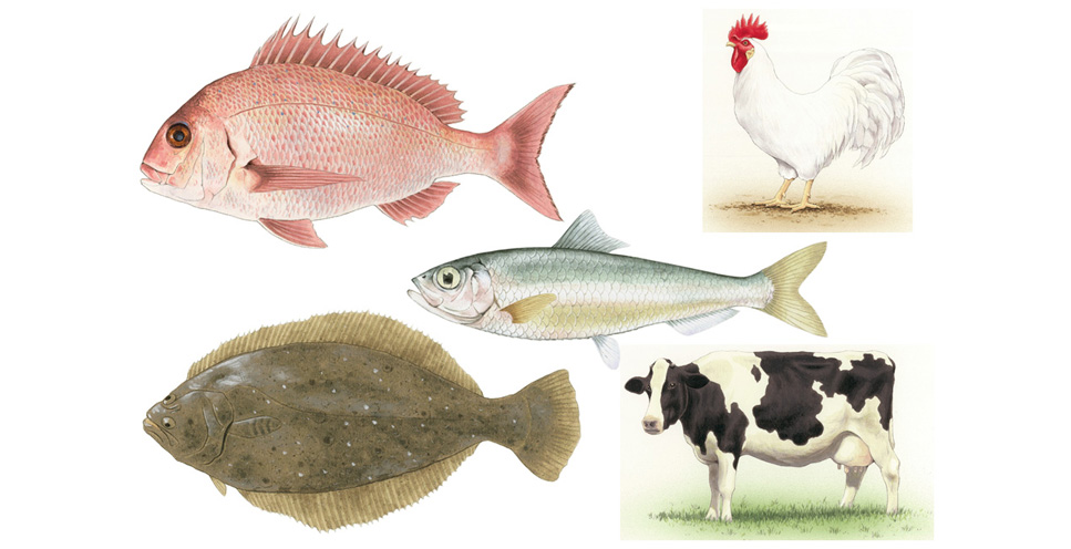 写真の説明を入れます